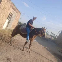 اسب نریان|اسب و تجهیزات اسبسواری|ارومیه, |دیوار