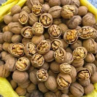گردو تازه پوست کاغذی