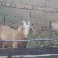 کره ماده چاق