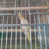 عروس هلندی|پرنده|کوهبنان, |دیوار