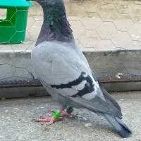 مسافتی گرفتنی|پرنده|مینودشت, |دیوار