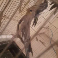 عروس|پرنده|ارومیه, |دیوار