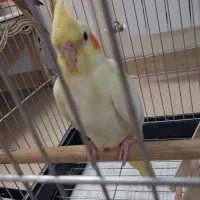 فروش عروس هلندی ماده۳ماهه ومولد ماده|پرنده|الوند, |دیوار