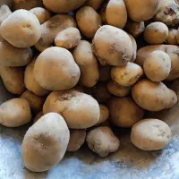 سیبزمینی کاملا ارگانیک|خوردنی و آشامیدنی|کامیاران, |دیوار