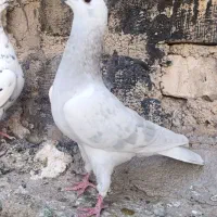 کبوتر|پرنده|شیراز, میانرود|دیوار