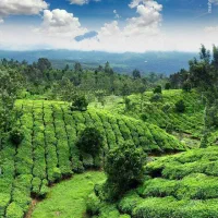 چای ممتاز بهاره لاهیجان