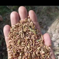 شلتوک درجه یک خوزستان|خوردنی و آشامیدنی|شیراز, باغشهر قصر سبز|دیوار