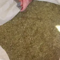 کاه ماش(ماشک)