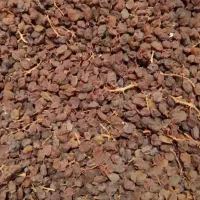 کشمش|خوردنی و آشامیدنی|تاکستان, |دیوار