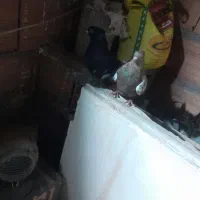 کبوتر پرنده