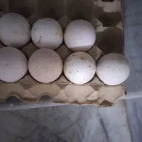 تخم بوقلمون برنز