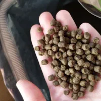 غذای بچه کپور