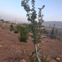 باغ شهری سیاخ (سیخ)دارنگون شهرک فارس مبین|فروش خانه و ویلا|شیراز, شهرک والفجر|دیوار