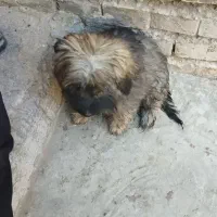 سگ پاکوتاه