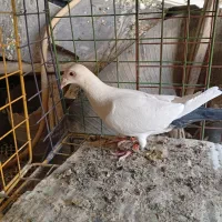 ماده دم سیاه