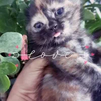 واگذاری|گربه|مشهد, توس (بلوار توس)|دیوار