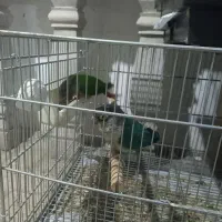 گرینچک معاوضه با سهره نشون دار یا قرص بخون|پرنده|تهران, پردیسان|دیوار