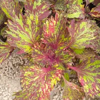 گل انتوریوم حراجی۹۹|حراج|بروجرد, |دیوار