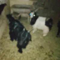 فروش چند راس کهره|حیوانات مزرعه|بندر گناوه, |دیوار