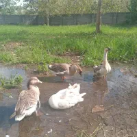 غوغاز|پرنده|لولمان, |دیوار