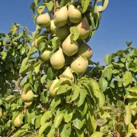 ۵۳۰م با۷۰ویلا مبله چاه آب و درخت گرمابسرد دماوند|فروش خانه و ویلا|آبسرد, |دیوار