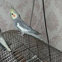 جفت عروس هلندی|پرنده|مشهد, سجادیه|دیوار