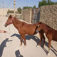 مادیون و کره عرب دم گیر|اسب و تجهیزات اسب‌سواری|مسجد سلیمان, |دیوار