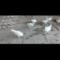 جوجه۳۵روزه