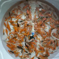 ماهی قرمز|ماهی|مبارکه, |دیوار