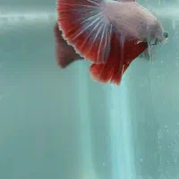 ماهی فایتر|ماهی|تهران, اسکندری|دیوار