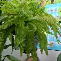 گل بزرگ جهت هدیه و زیبایی دفتر کار و منزل