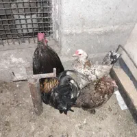 مرغ و خروس زینتی