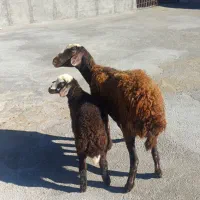 3600000|حیوانات مزرعه|قره چای, |دیوار