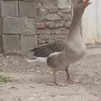 غاز گوشتی و داشتی