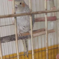 عروس هلندی جفت همراه تخم