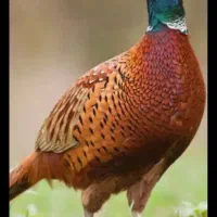 خروس آمریکایی