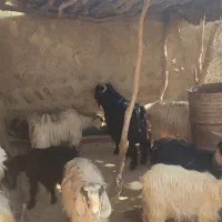 ۲عدد بز نر و۱۴عدد بز ماده در شاهیوند