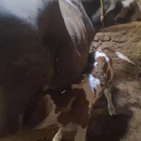 گاو تازه ۶روز زایده|حیوانات مزرعه|تکاب, |دیوار