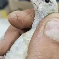 جوجه سهره طلایی گمشده