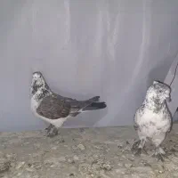 کفتر پرشی ۱۰ ساعتی|پرنده|فردوسیه, |دیوار