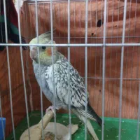 جوجه عروس هلندی|پرنده|محمدشهر, شهرک پیام (مهرالبرز)|دیوار