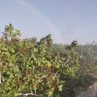 چاه پسته ابرکوه