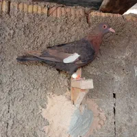 کفترسرک|پرنده|شیراز, کرونی(خاتونک)|دیوار