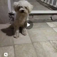 توله سگ شتیزو تریر