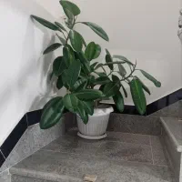 گل گوه فیل...گوش فیل تمیز و شاداب