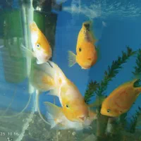 ماهی پرت 3عدد سانتا 2عدد کینگ|ماهی|فردیس, شهرک ناز|دیوار