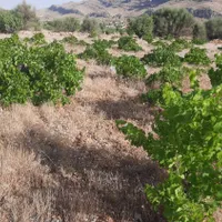 فروش زمین باغ ۱۰۰۰ متری در دارالرحمه|فروش زمین و ملک کلنگی|شیراز, دارالرحمه|دیوار