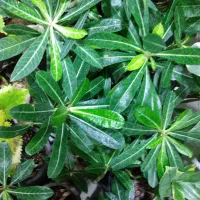 گل آپارتمانی آدنیوم حسن یوسوف پسونیا قاشقی شرابی|گل و گیاه طبیعی|شیراز, شیخ علی چوپان|دیوار