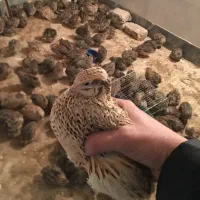 بلدرچین|حیوانات مزرعه|قم, سید معصوم|دیوار