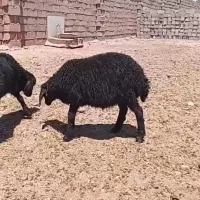 بره ماده هترو قره قزل لخت ناب